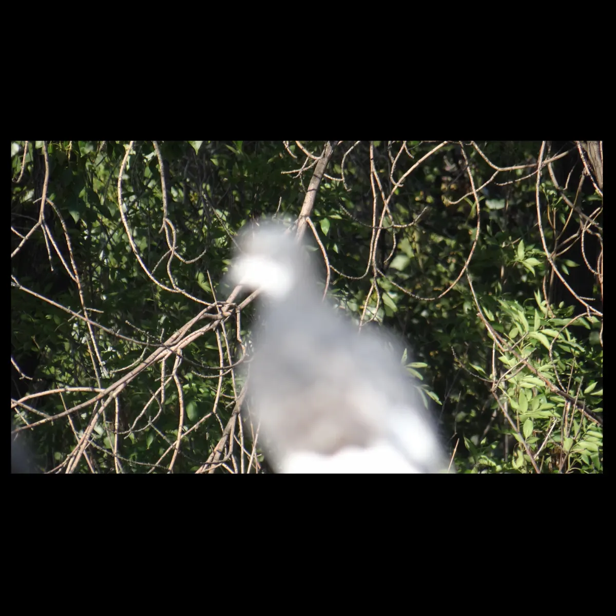 1, frame 9
