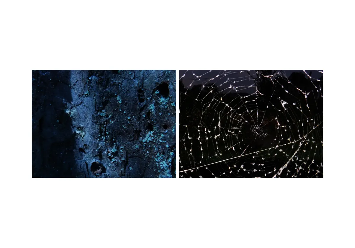 assonance, frame 38