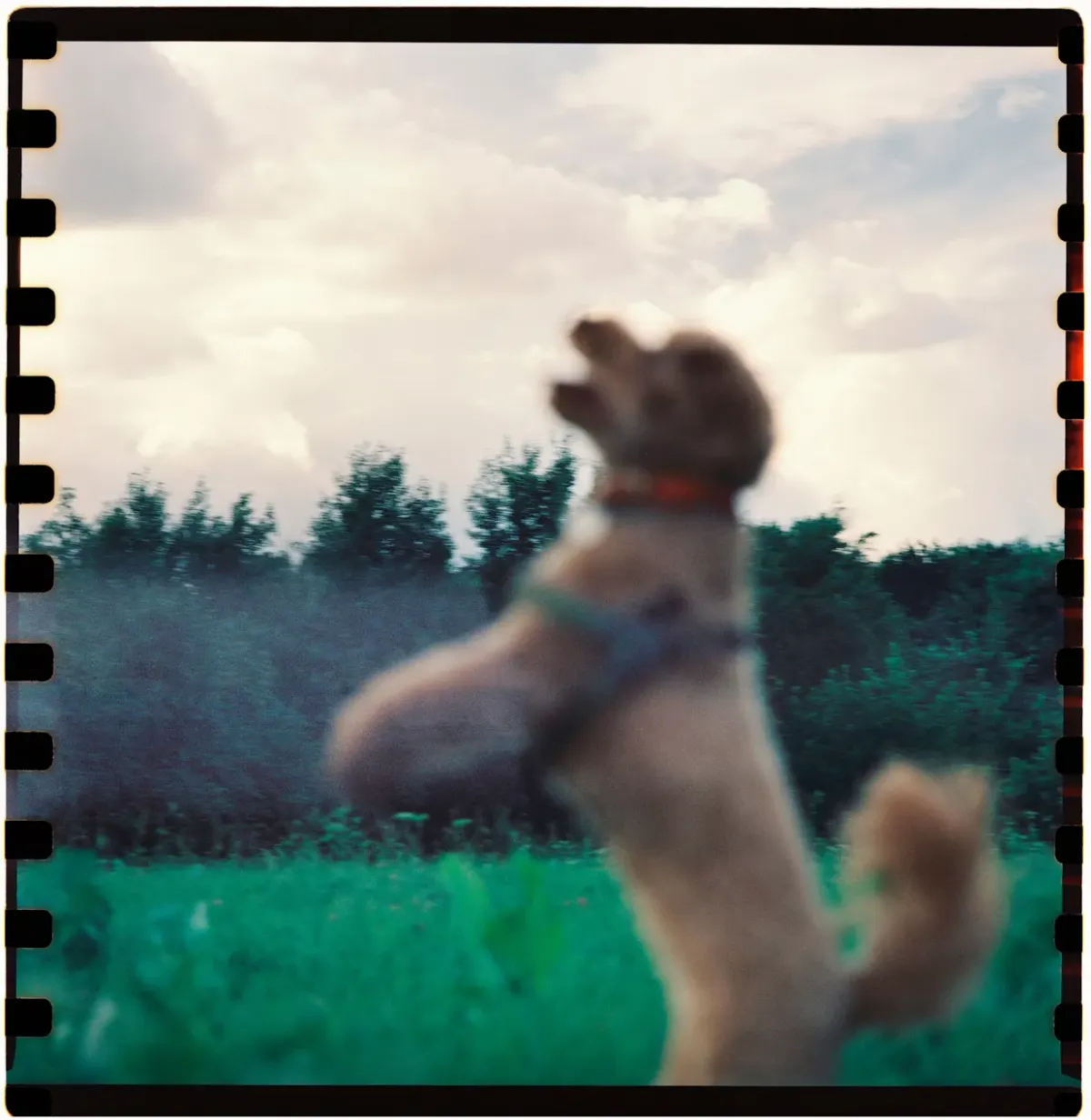 wonderdog, кадр 2
